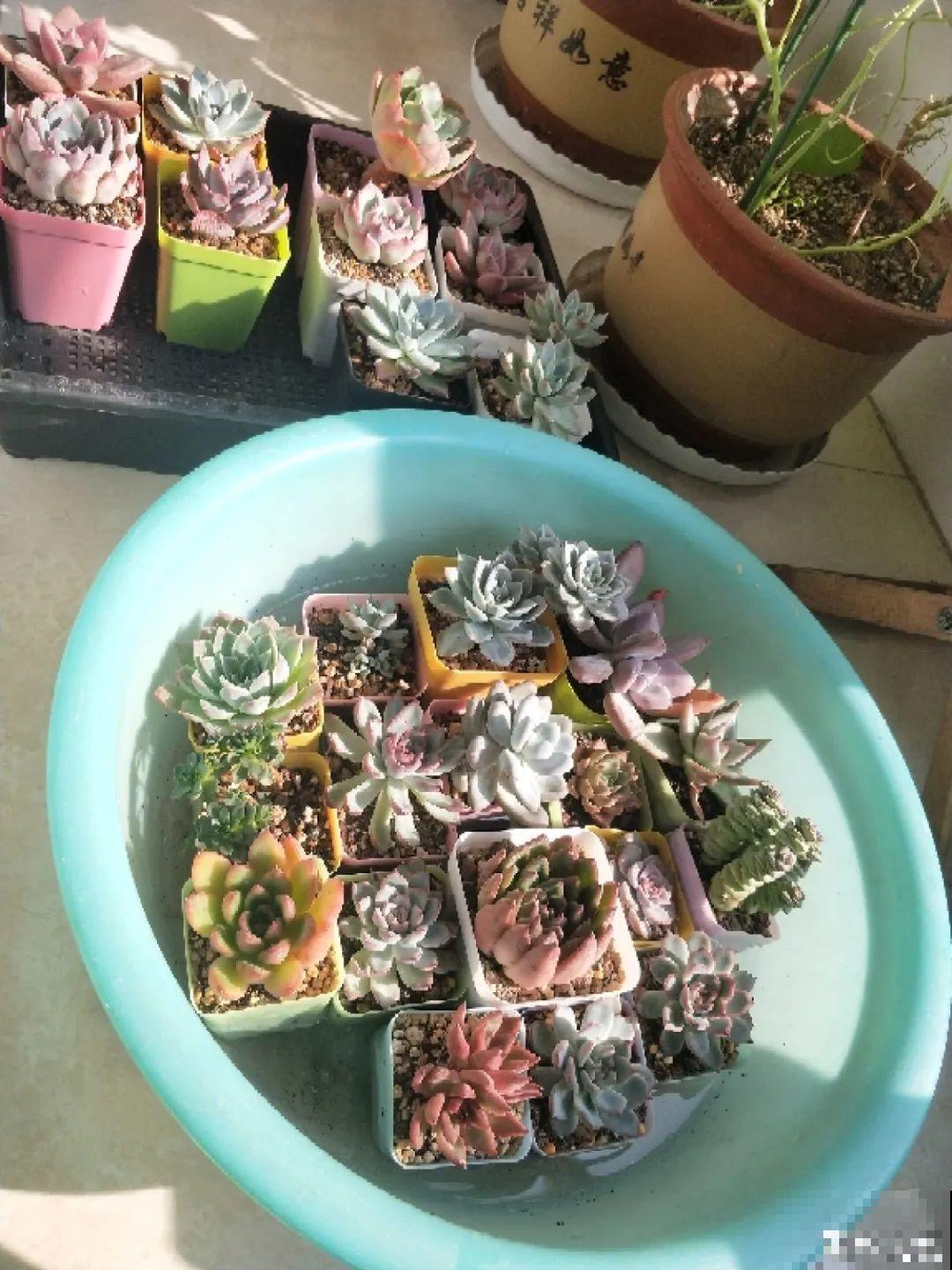 离家半个月，回来花全死了，别扔，还有救！