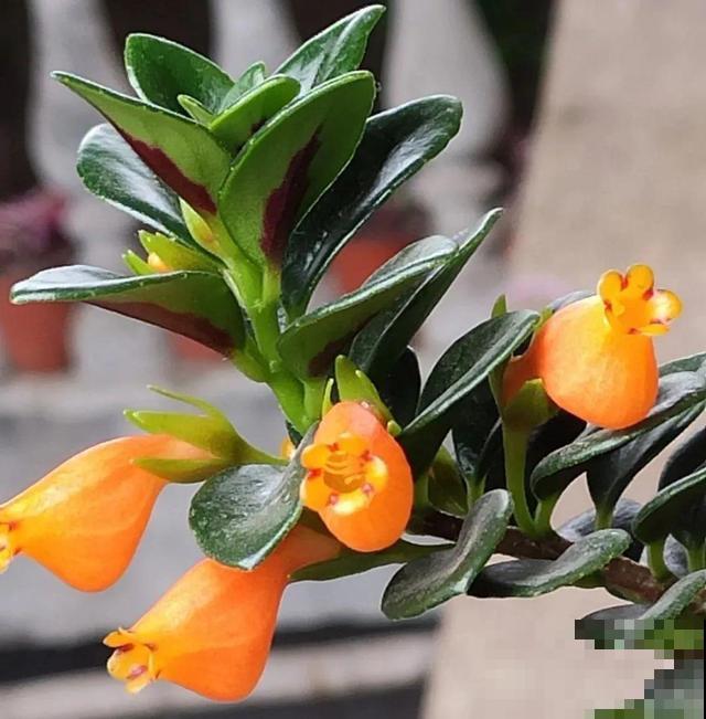 冬天就养耐阴花，没光也能开爆盆，扔角落自己疯长！