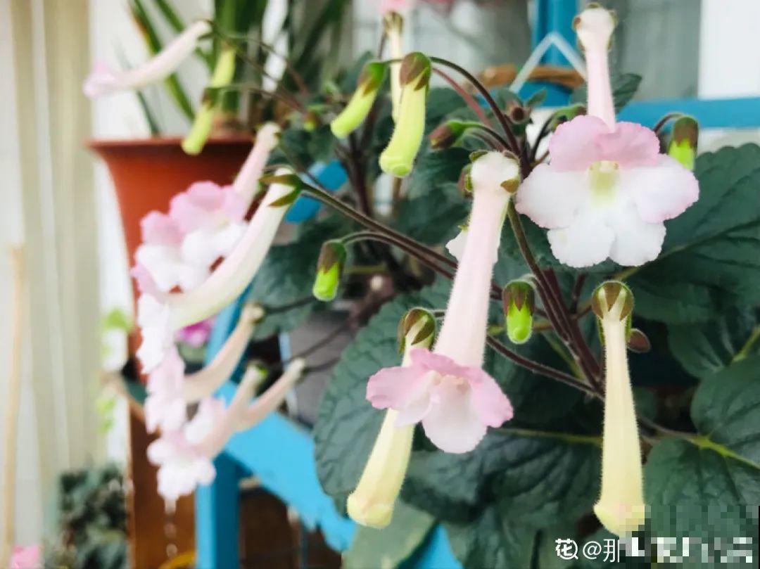 15种花，开完花就结种子，千万别丢掉