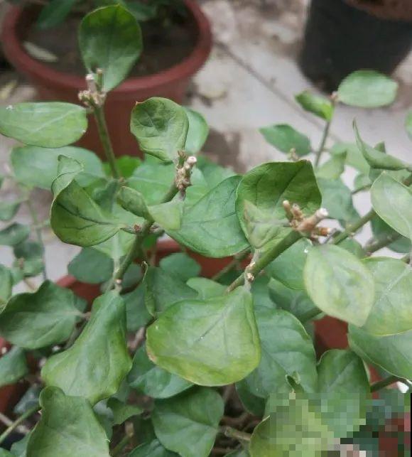 秋天降温快，家里养这9种花，要赶紧搬进屋了