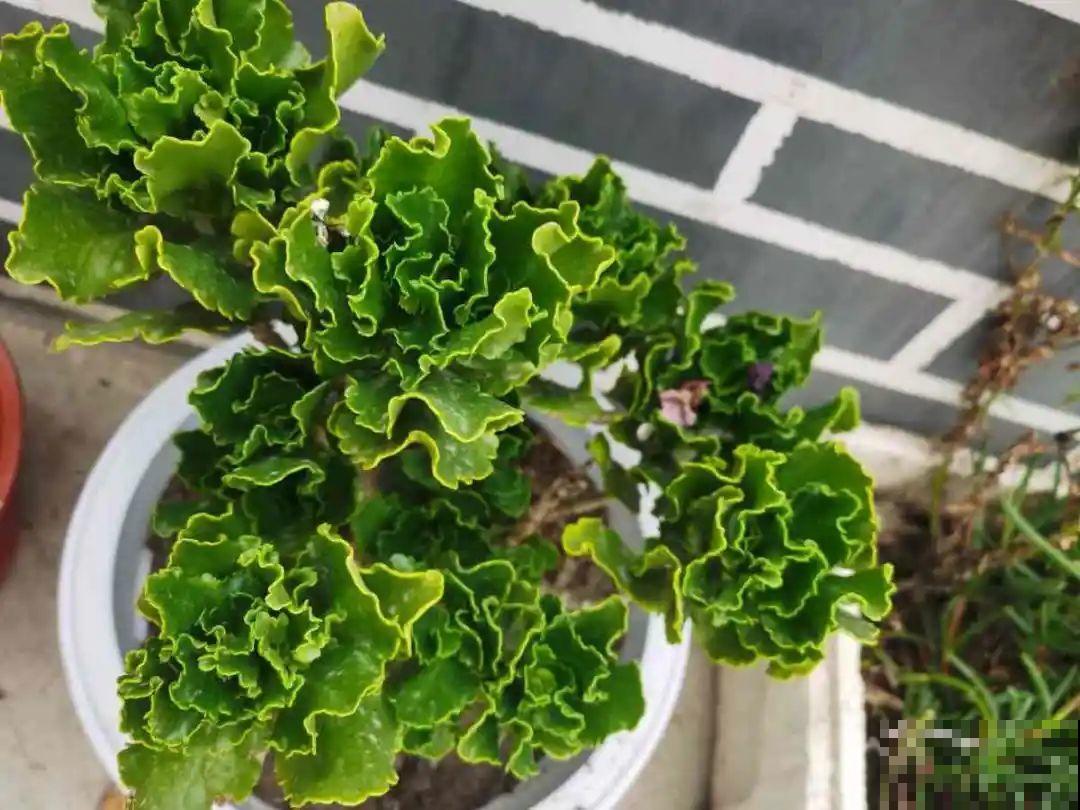 长寿花枝叶茂盛，就是不长花苞，到底怎么回事？