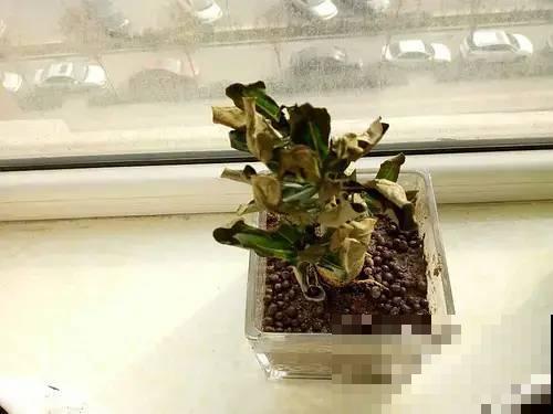 11月,千万别买这种花,养不活惹一肚子气! 11月,千万别买这种花,养不活惹一肚子气!