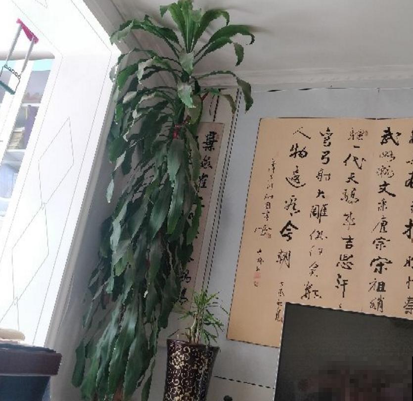 格鲁特小木桩太火，小木桩泡水里，嗖嗖冒出绿叶子！