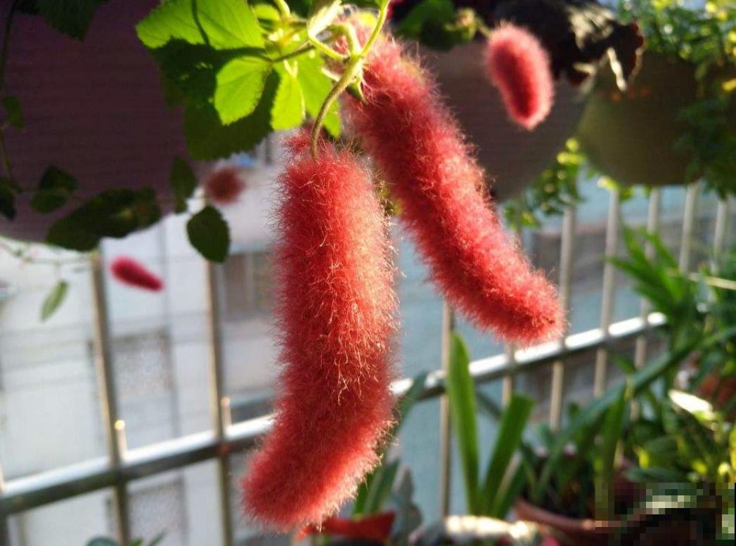 伪装在花卉圈的“猫咪”，红彤彤，毛绒绒，爱猫人士必养！