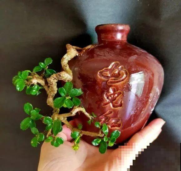 酒瓶子别丢掉,那可是种花神器,省了一笔买花钱 酒瓶子别丢掉,那可是种花神器,省了一笔买花钱