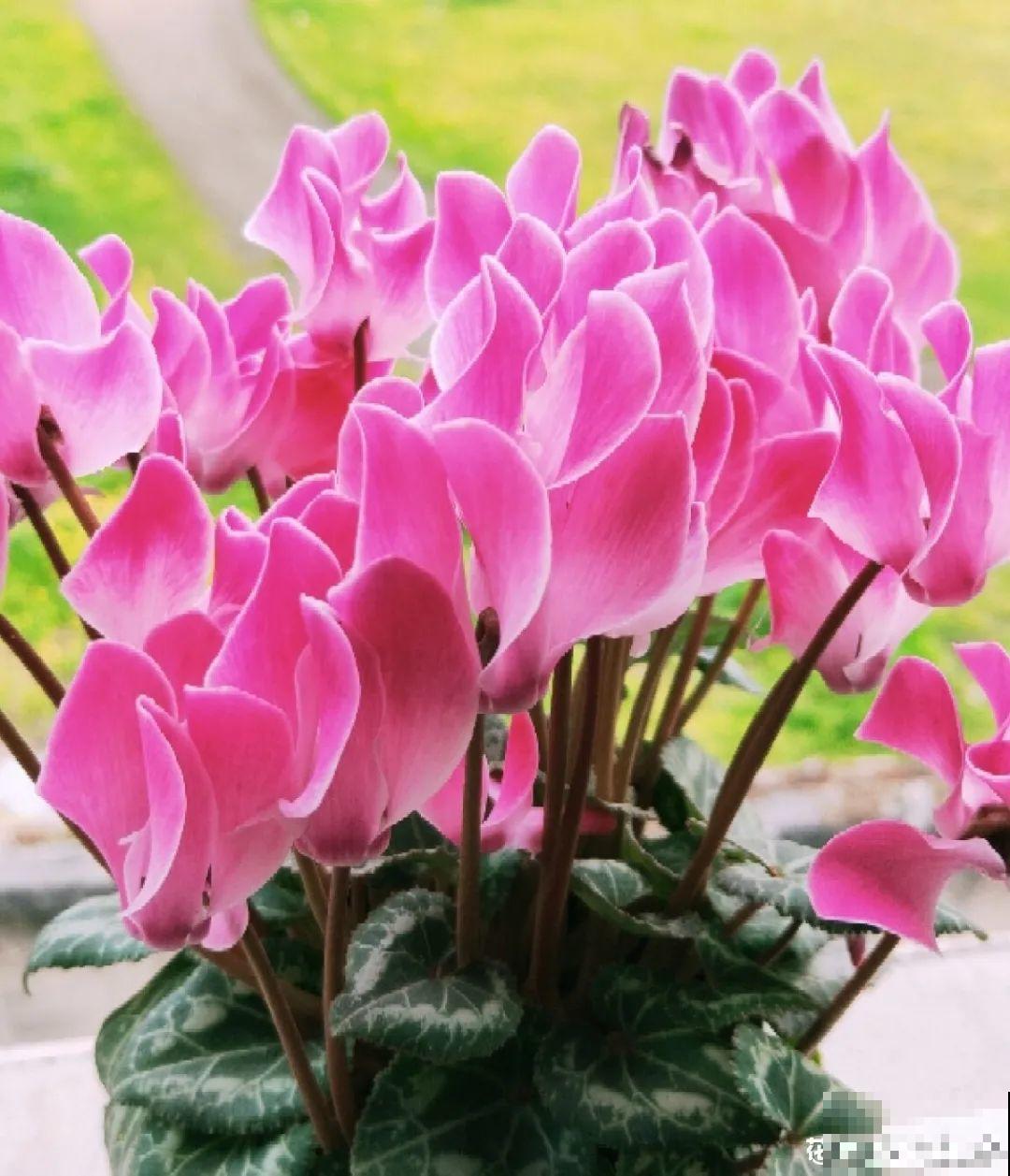 10种耐寒花，提前开始养，过冬无压力！