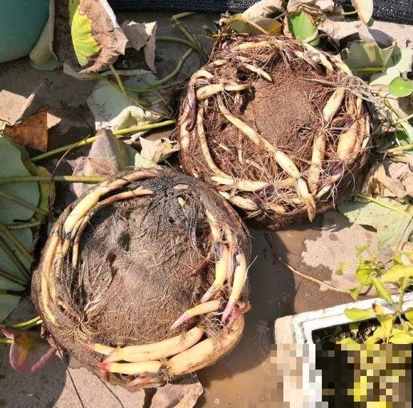 家养的花，开败之后还能炖，一点也不亏