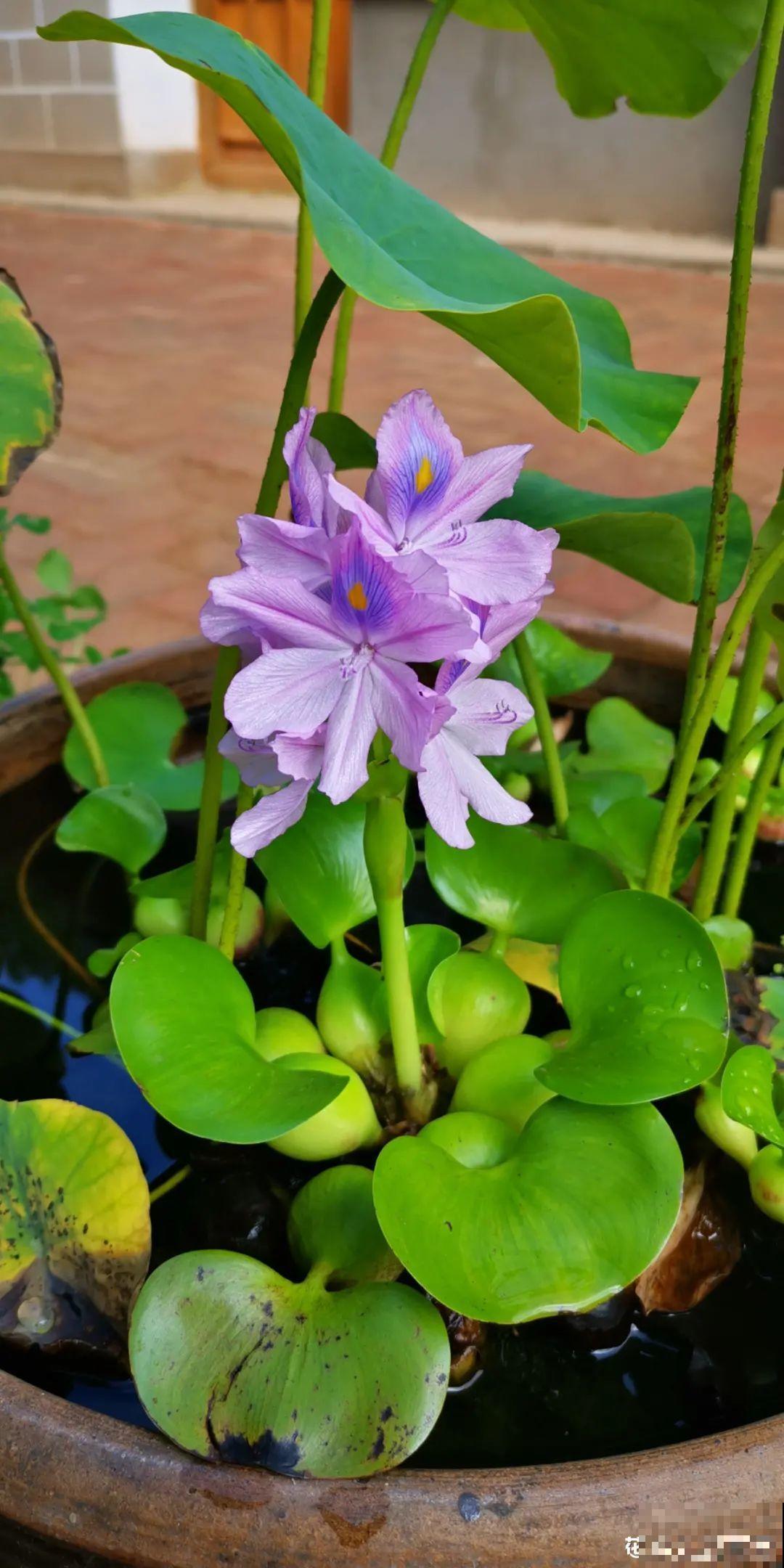 50种小时候常见的野草，现在几乎见不到了