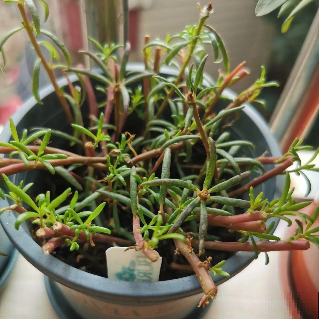 冬天休眠的花，你以为它死了，其实还活着！