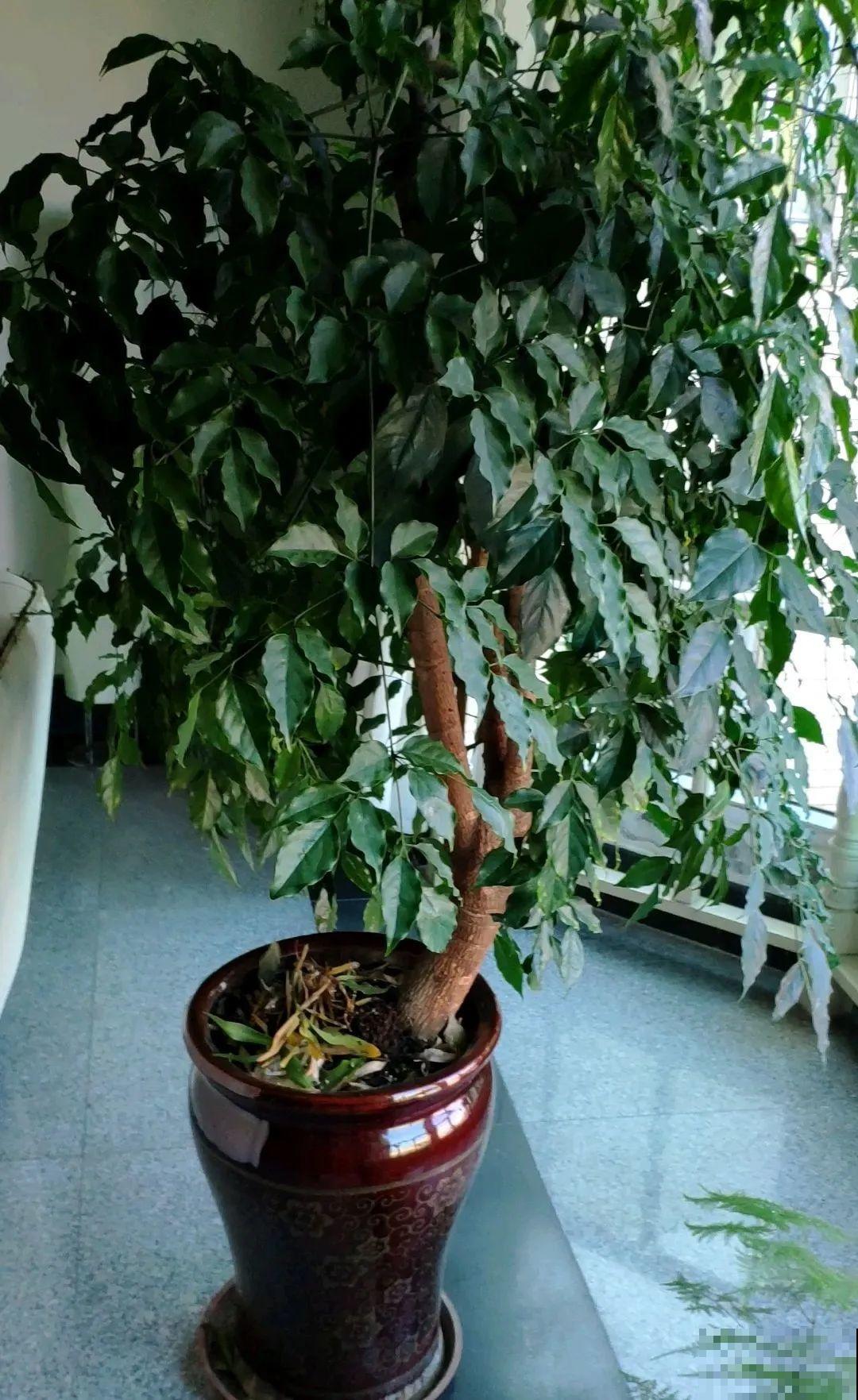 300块钱的花，一个没注意，一周掉成光杆司令
