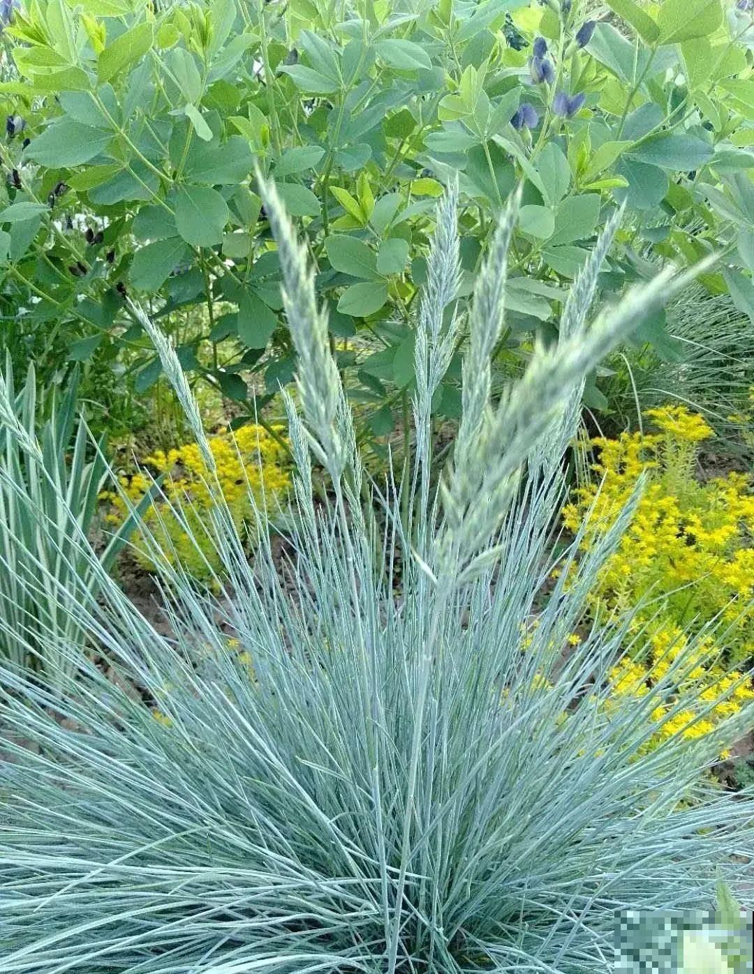 农村没人要的草，薅一把种院子里，很多土豪都在养！