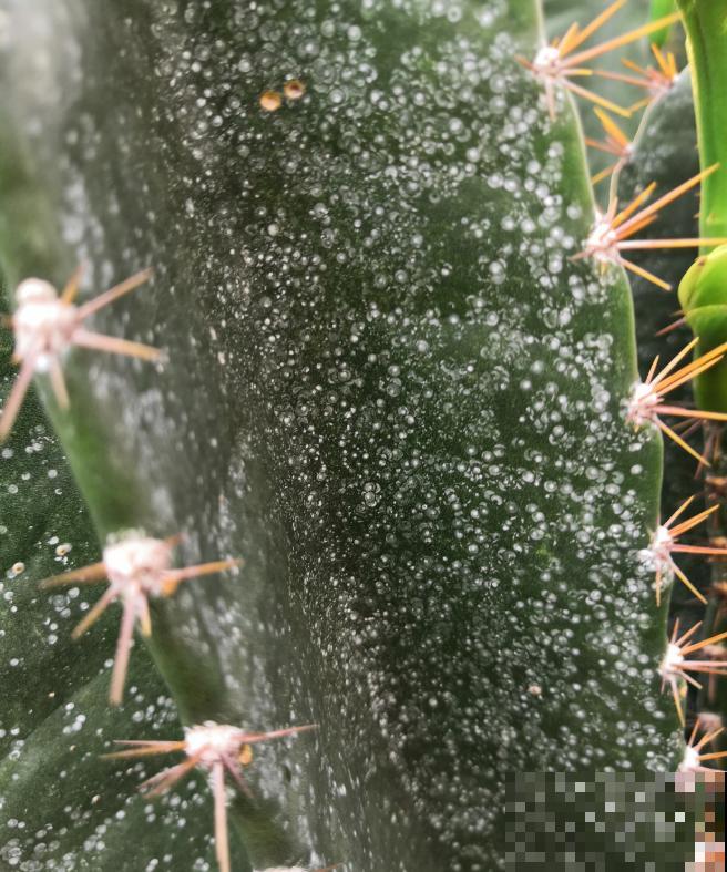 家里的花招了蚧壳虫，橄榄油加洗洁精，给花喷点效果好！