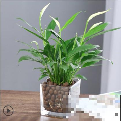 小植物也有大功能，三类健康花，养10盆也不嫌多