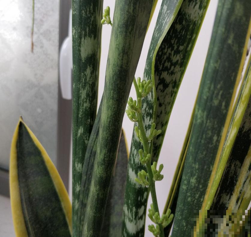 虎皮兰开花很简单，把根养好叶养肥，很快就开花！