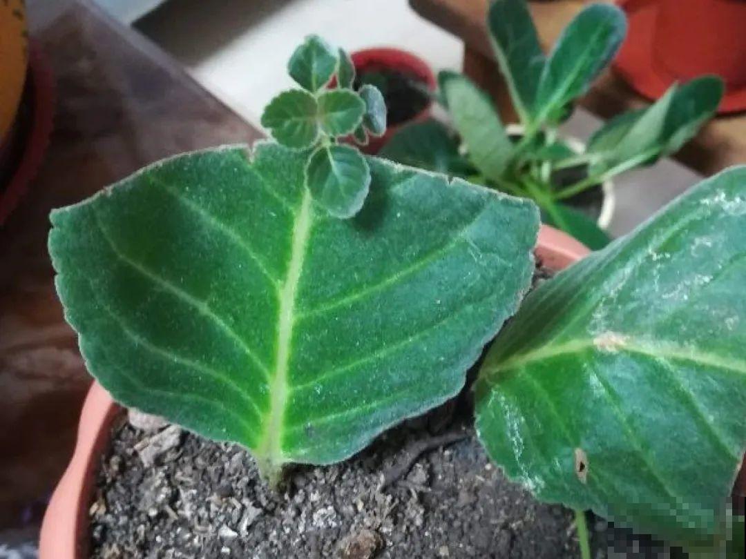 大岩桐超耐阴，开花像玫瑰，漂亮极了