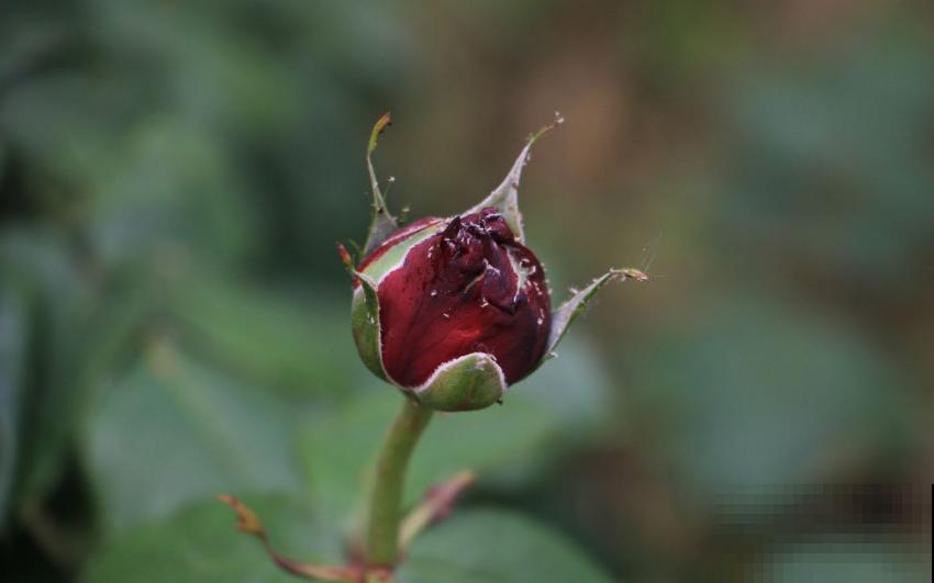 月季丑巴巴，不怪它，养护有问题，咋养也丑！