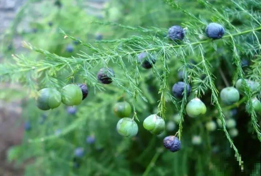 养文竹易出错的4个问题，答案在这里，看看有没有你要的！