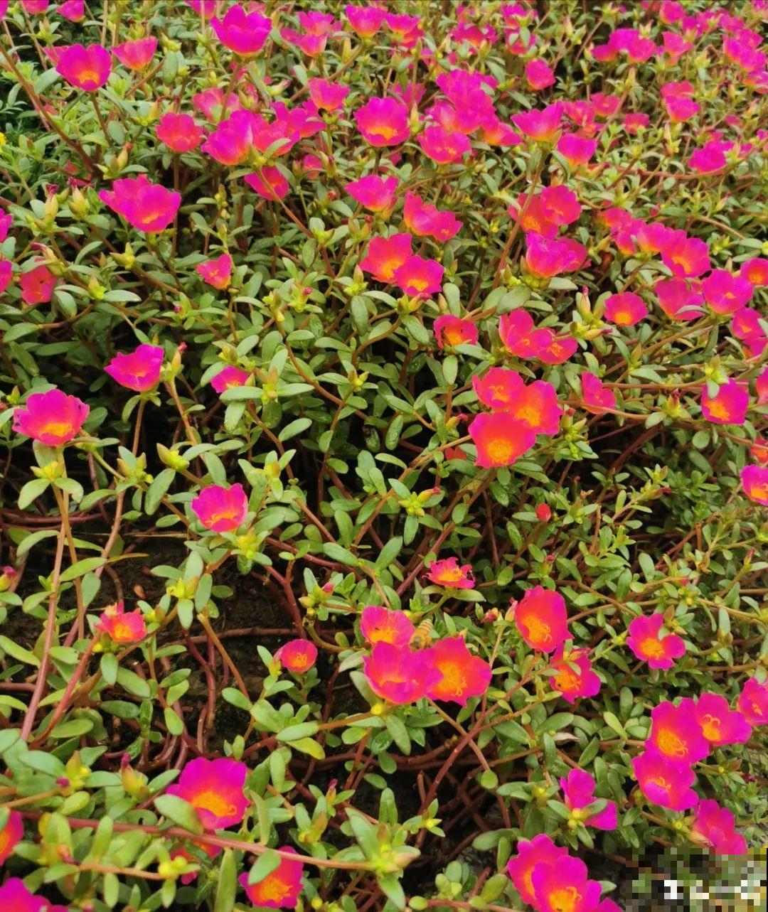 这种花特抗冻,不怕严寒,养死算我输! 这种花特抗冻,不怕严寒,养死算我输!