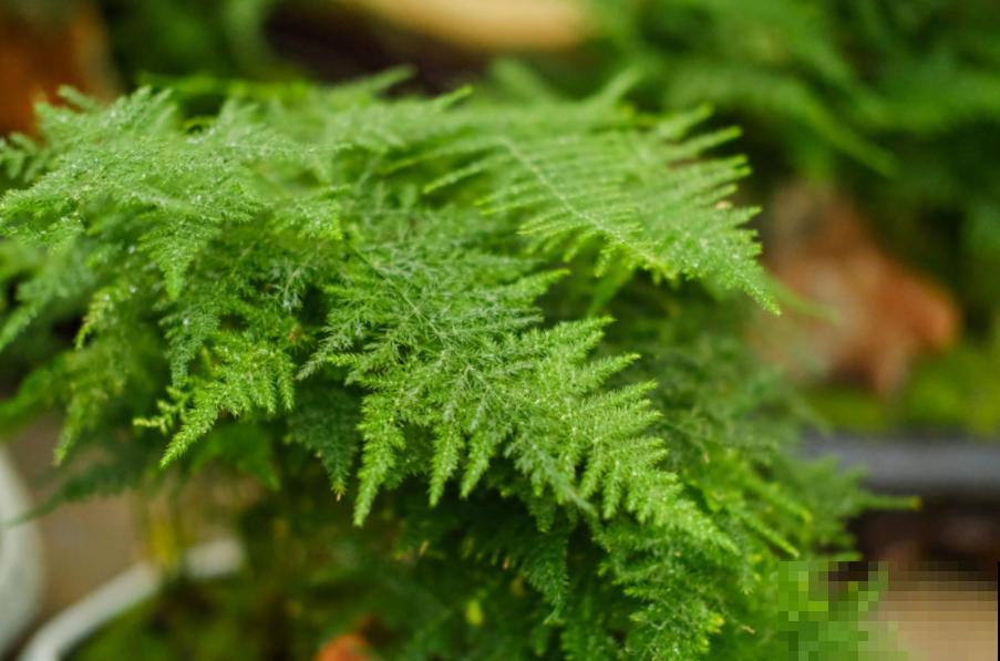 秋冬动不动就生病？养这4盆花，益处多多！