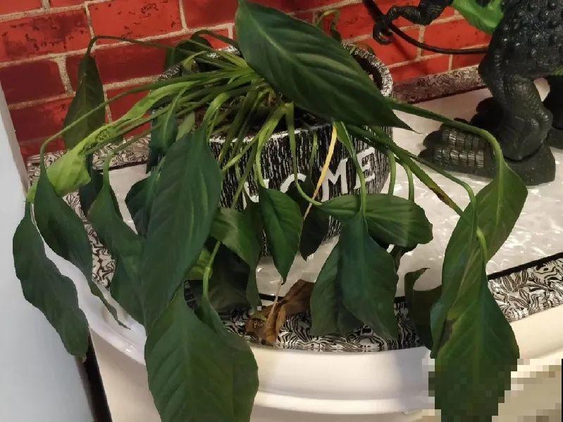 11月,千万别买这种花,养不活惹一肚子气! 11月,千万别买这种花,养不活惹一肚子气!