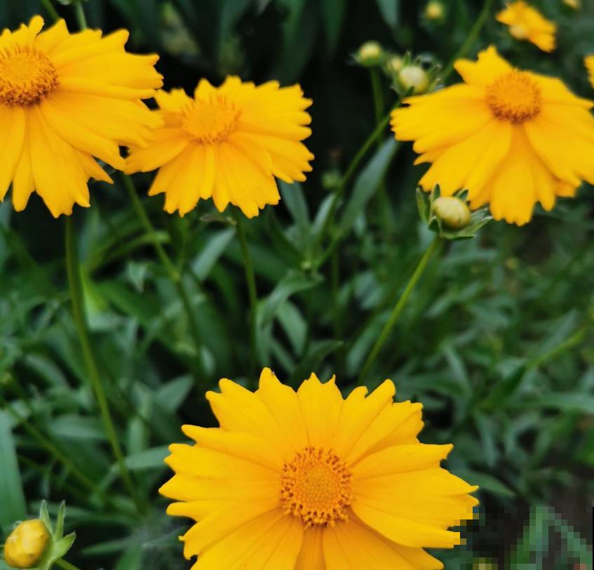 金鸡菊花期长,扔几粒种子,能开小半年! 金鸡菊花期长,扔几粒种子,能开小半年!