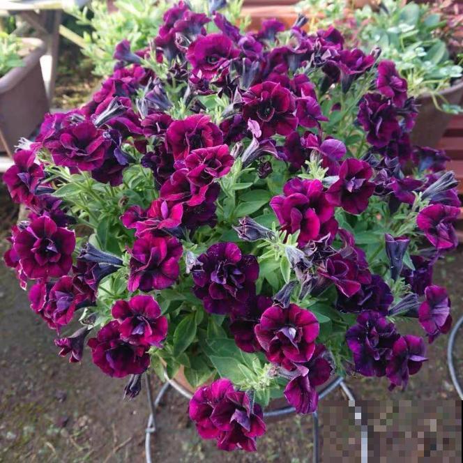 家里养盆矮牵牛，狠心掐一掐，开花更易爆盆