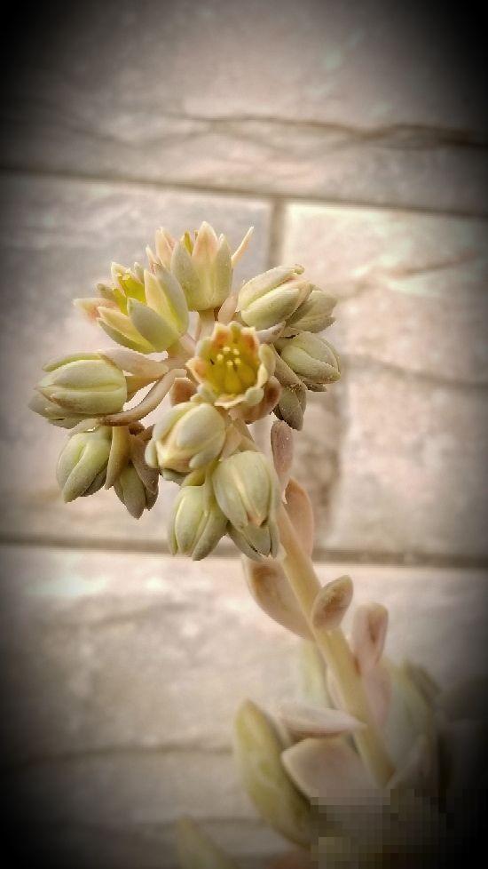 多肉开花还挺美,据说花败之后多肉必死,是真的吗? 多肉开花还挺美,据说花败之后多肉必死,是真的吗?