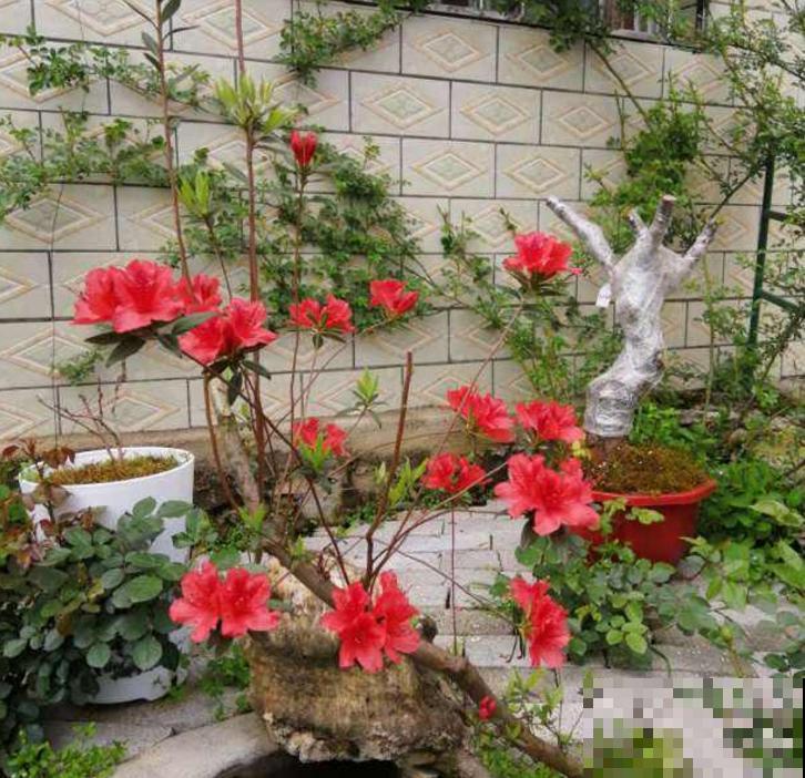 映山红不等于杜鹃花,两个标准要符合,别再搞混了! 映山红不等于杜鹃花,两个标准要符合,别再搞混了!