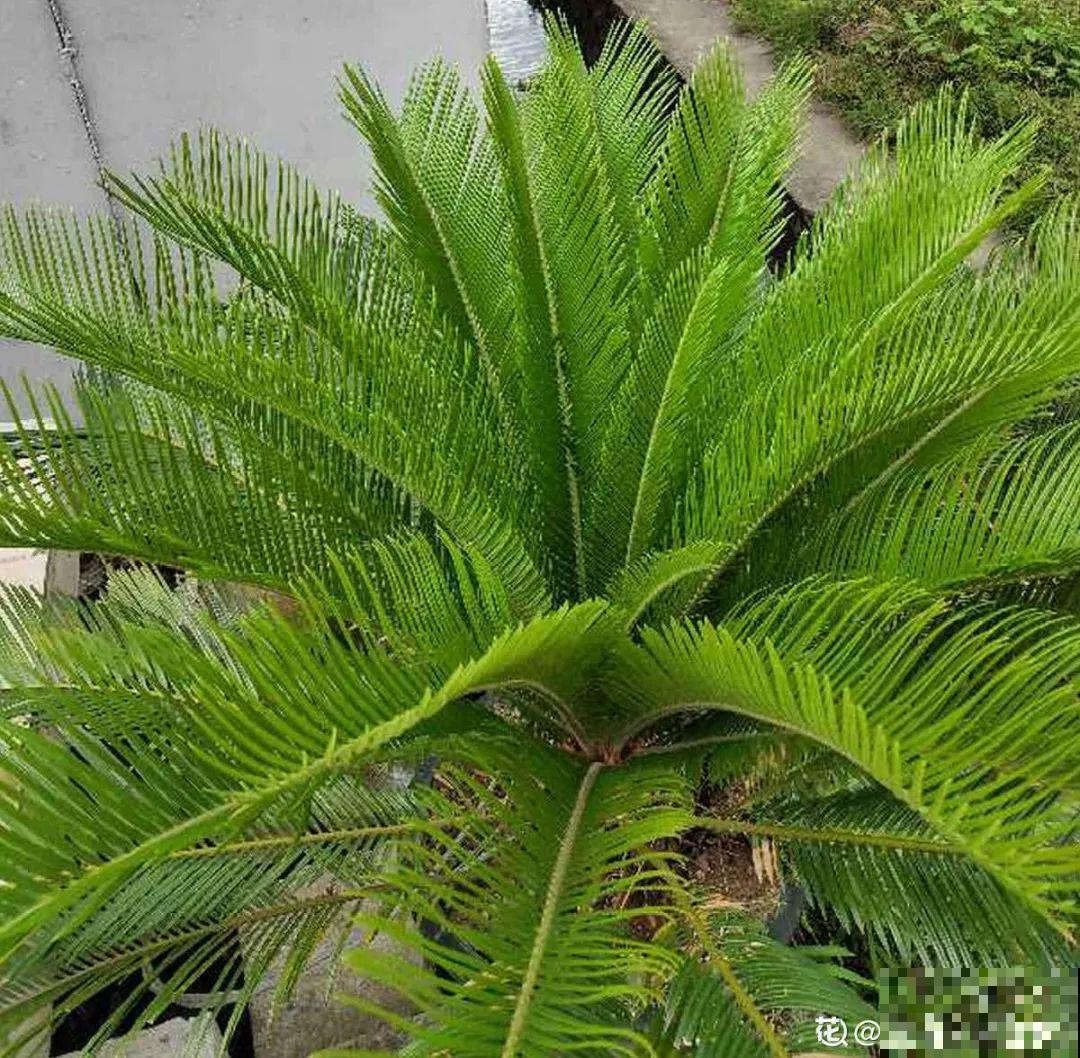 铁树开花，生了一窝“蛋”，千万别乱掏！