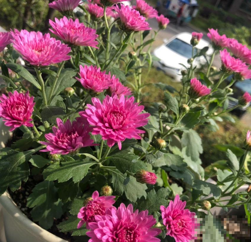 秋天养盆球菊，盆栽大花球，特适合家庭观赏！