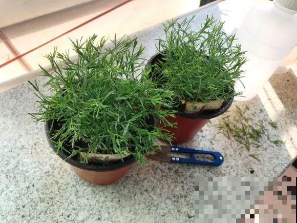 特欠剪的花,越剪越好看,花开不断! 特欠剪的花,越剪越好看,花开不断!