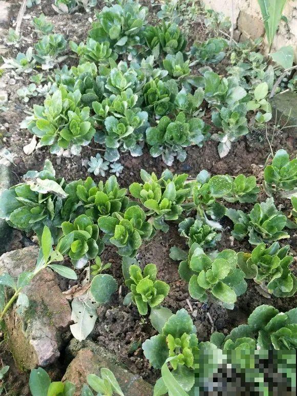 长寿还是地栽长得肥，皮实好养，满头都是花苞