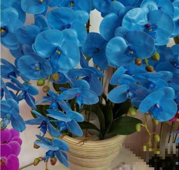 蓝色蝴蝶兰头一回见,一买就上当,养不活真生气! 蓝色蝴蝶兰头一回见,一买就上当,养不活真生气!