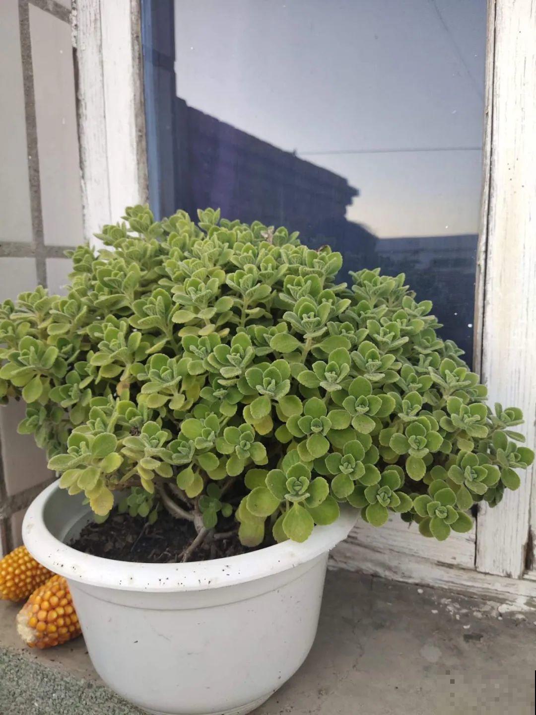 想省心就养这些花,没有病虫害,就爱开花! 想省心就养这些花,没有病虫害,就爱开花!