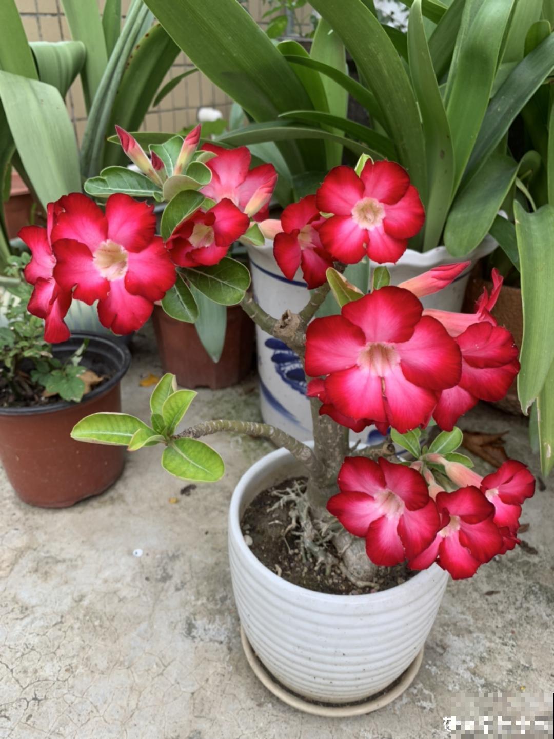 10种花少浇水，天冷容易涝根，旱一旱才长得旺