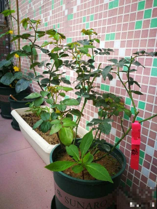 月季别剪了，剪完一杆全黑，今年都白养！