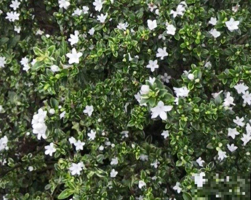 这花洁白如雪，好看，养成盆景倍儿有面子！