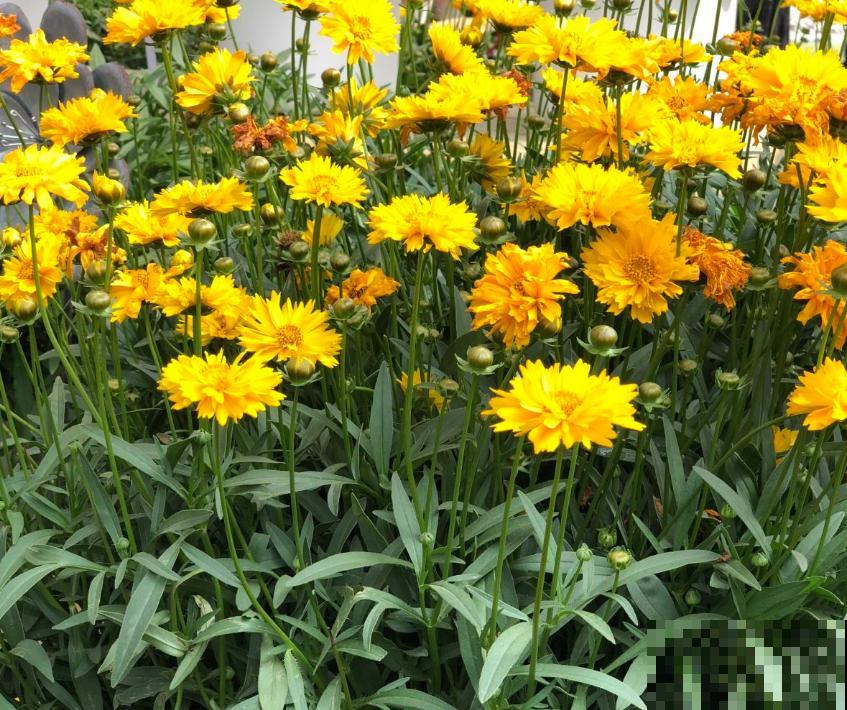 金鸡菊花期长，扔几粒种子，能开小半年！