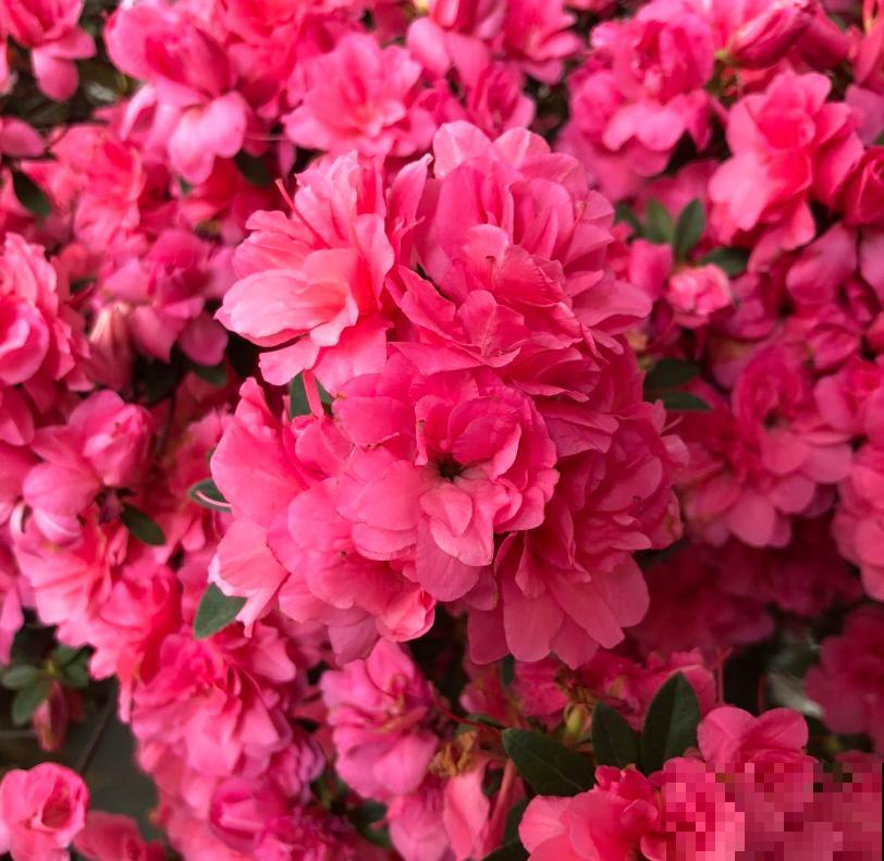 这3种花爱猫人士要注意，坚决不能养，养了猫咪就遭罪！