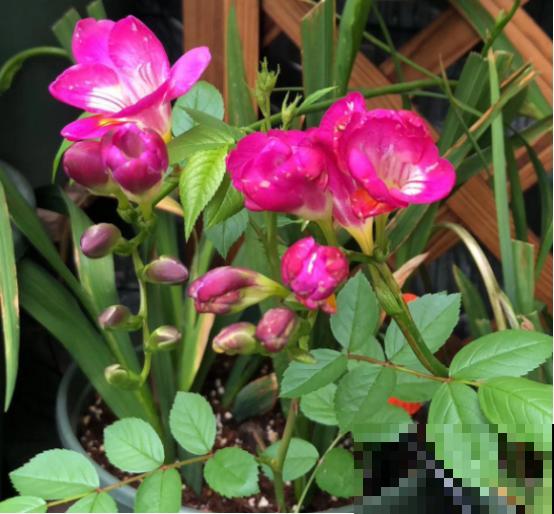 花盆里放点芝麻，花卉吃了蹭蹭长，呼呼开花