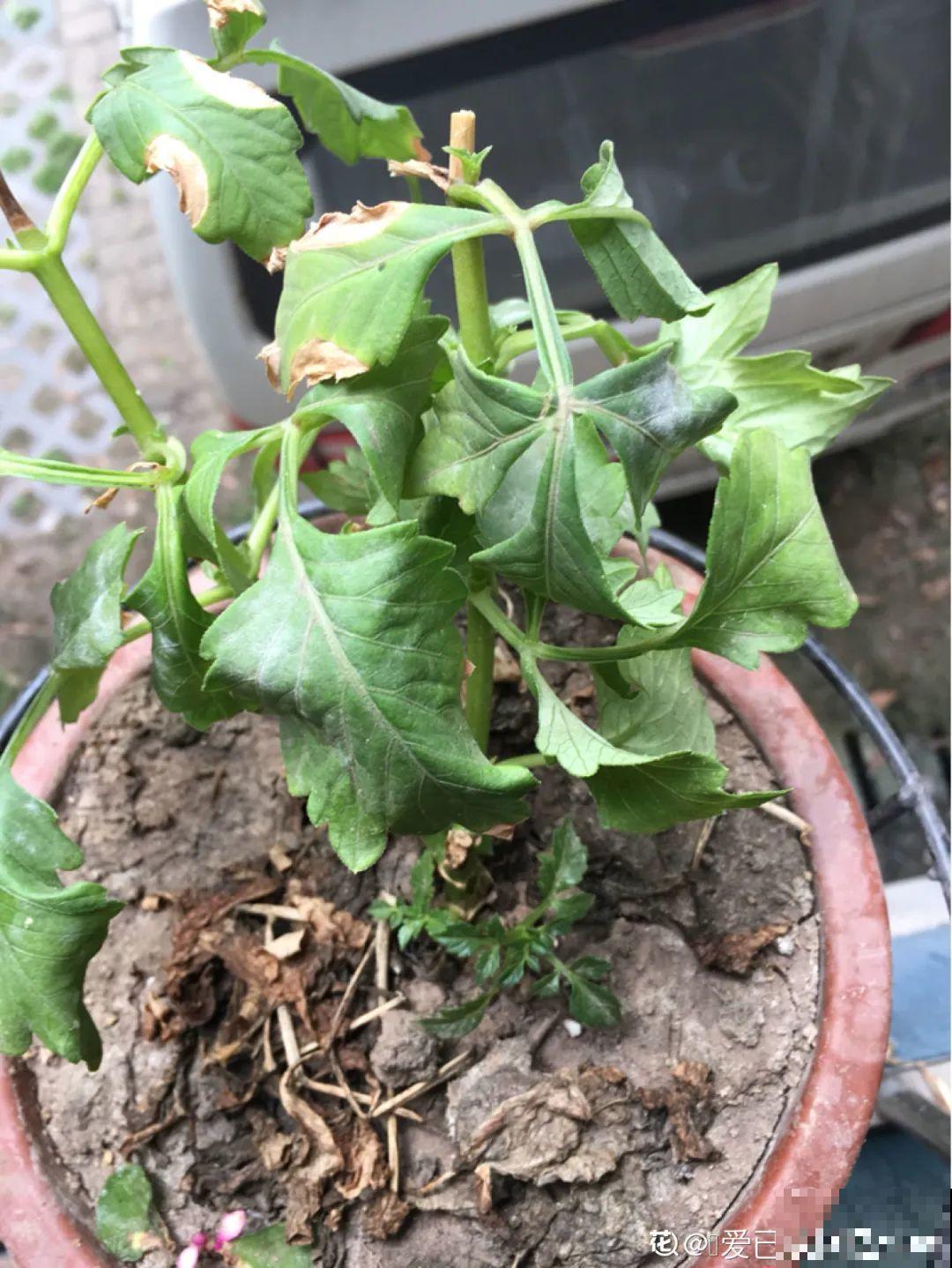 7种花冬天要休眠，看着好像枯死了，千万别丢掉