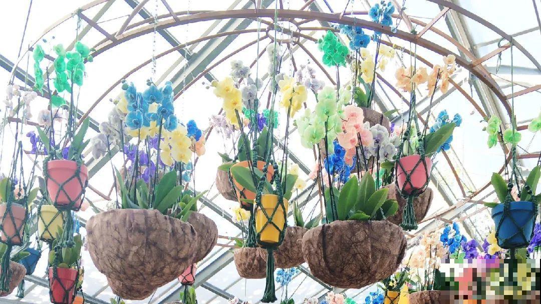 蓝色蝴蝶兰头一回见,一买就上当,养不活真生气! 蓝色蝴蝶兰头一回见,一买就上当,养不活真生气!