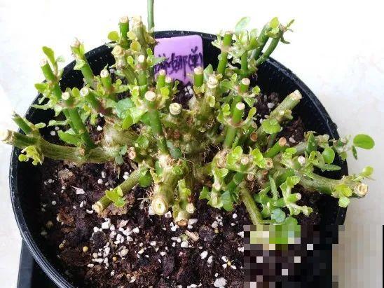 最大的长寿老桩,7年时间,养成盆景! 最大的长寿老桩,7年时间,养成盆景!