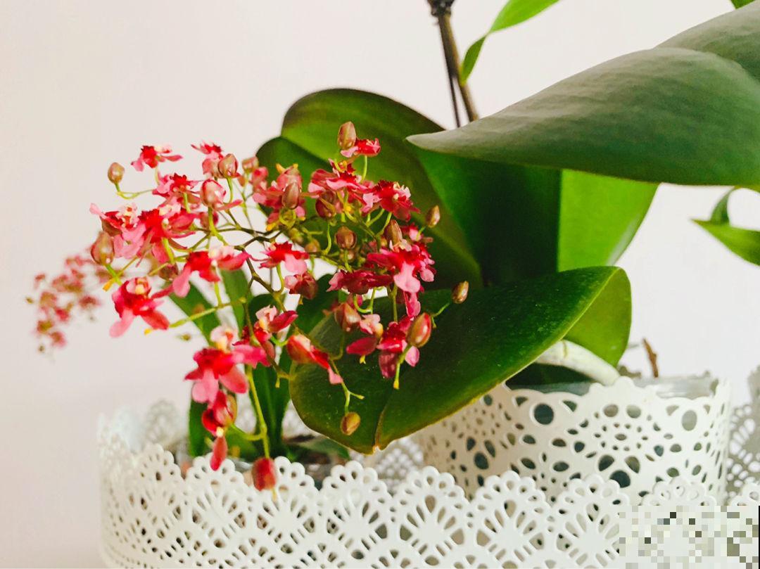 开花超好看的文心兰,超适合秋冬养,味道比香水还好闻 开花超好看的文心兰,超适合秋冬养,味道比香水还好闻