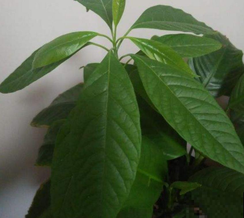 黄角兰特好闻,院子里种一棵,香飘十里! 黄角兰特好闻,院子里种一棵,香飘十里!