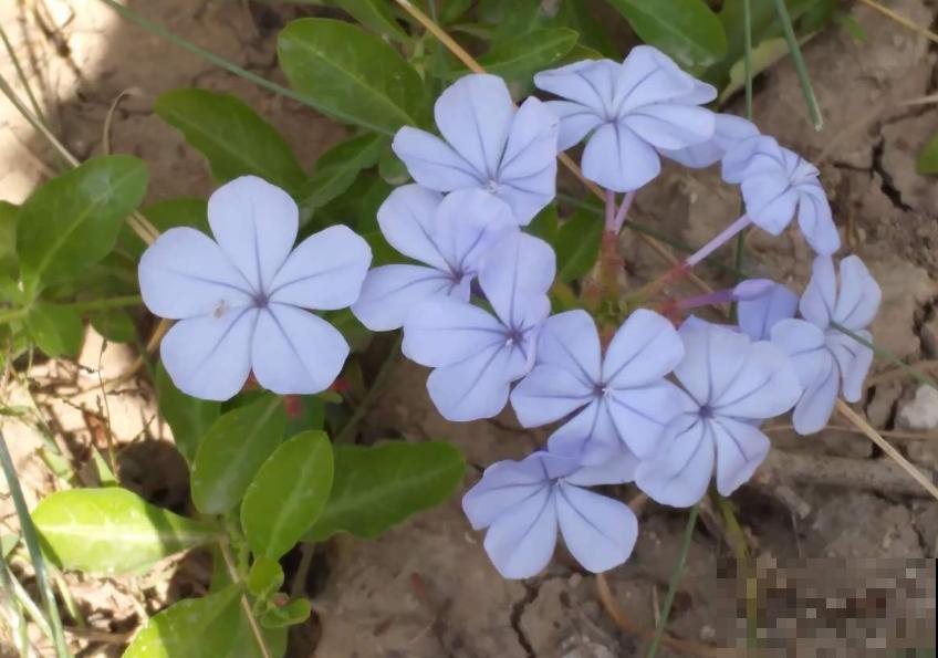 花卉保温有妙招,动一动小手,再降温也不怕! 花卉保温有妙招,动一动小手,再降温也不怕!