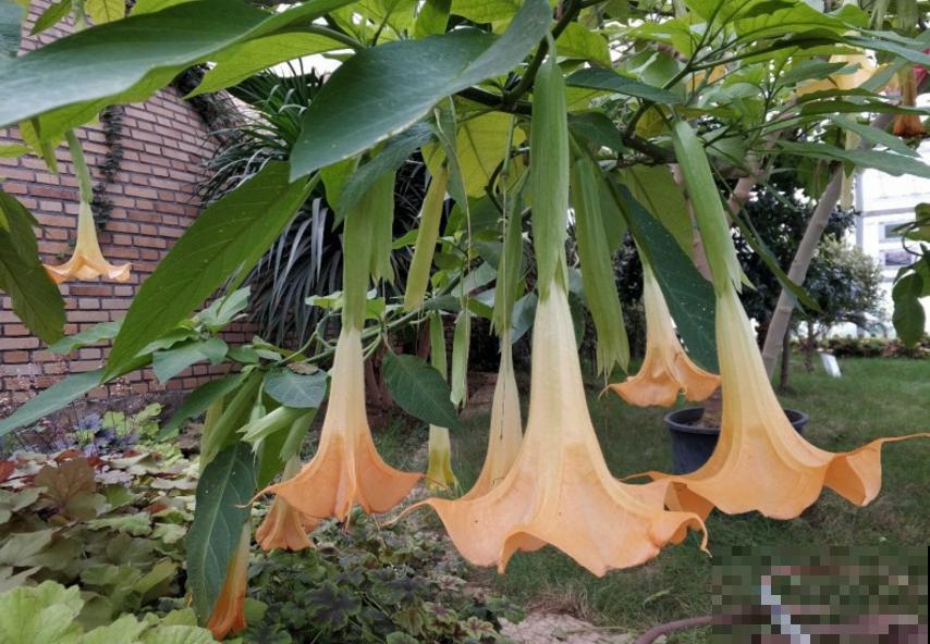 美艳毒辣的曼陀罗，一不小心就中毒，人人看了绕路走！