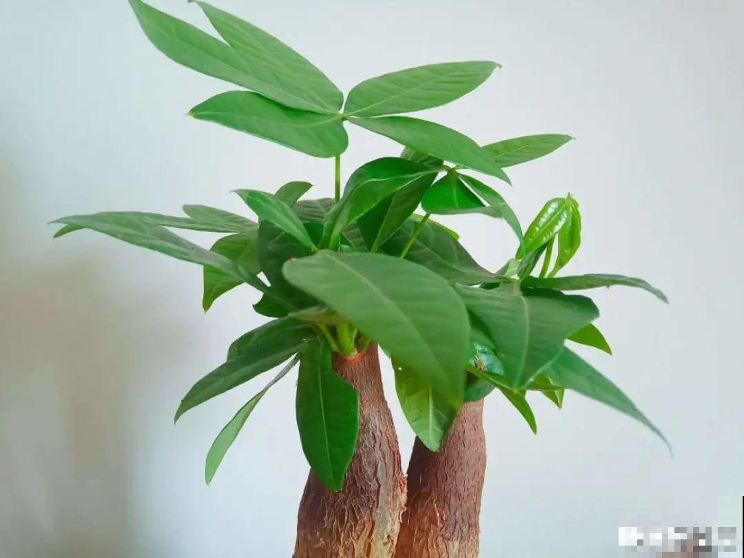 再穷也要养长寿花，寓意好、开花美，养人又养家！