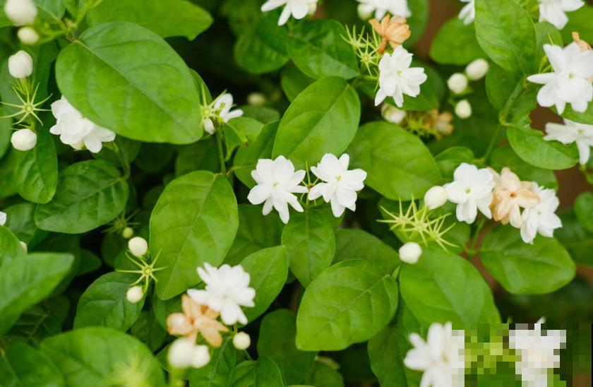 这种茉莉不能买，疯狂掉花苞，再便宜也不要！