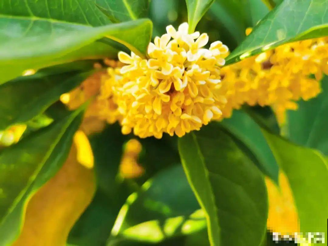 3种开花机器，喷点药水，杆子上全是花！